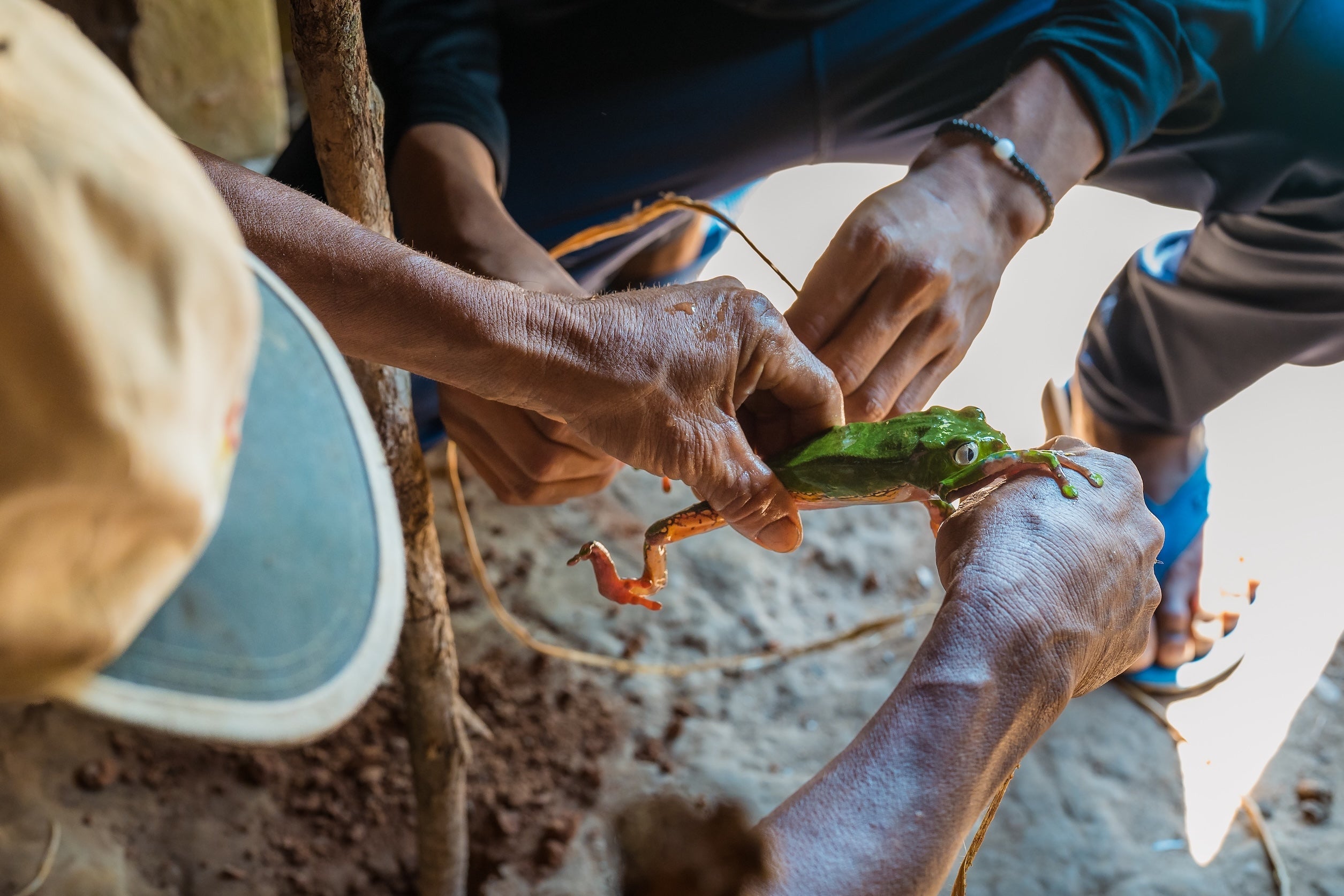 Matsés Tribe - Katukina.US