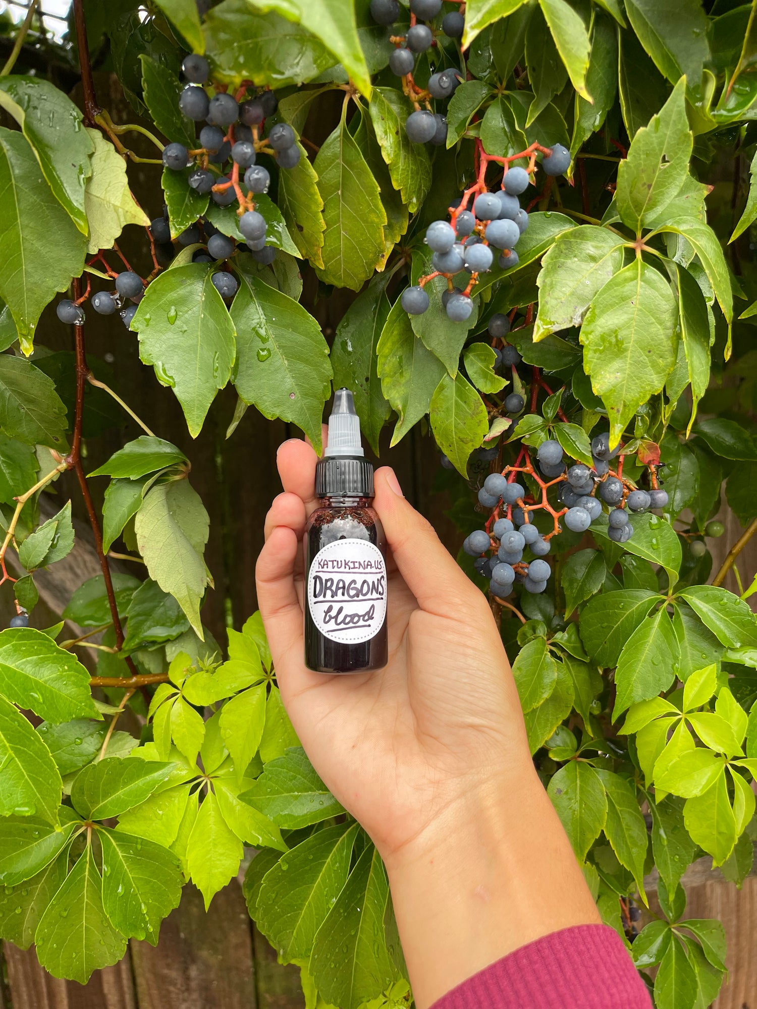 Natural Chacruna Dragon's Blood | Sangre de Grado 🐉🩸