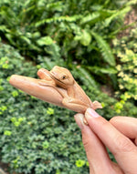 Kambo Frog Kuripe - Katukina KAT1303