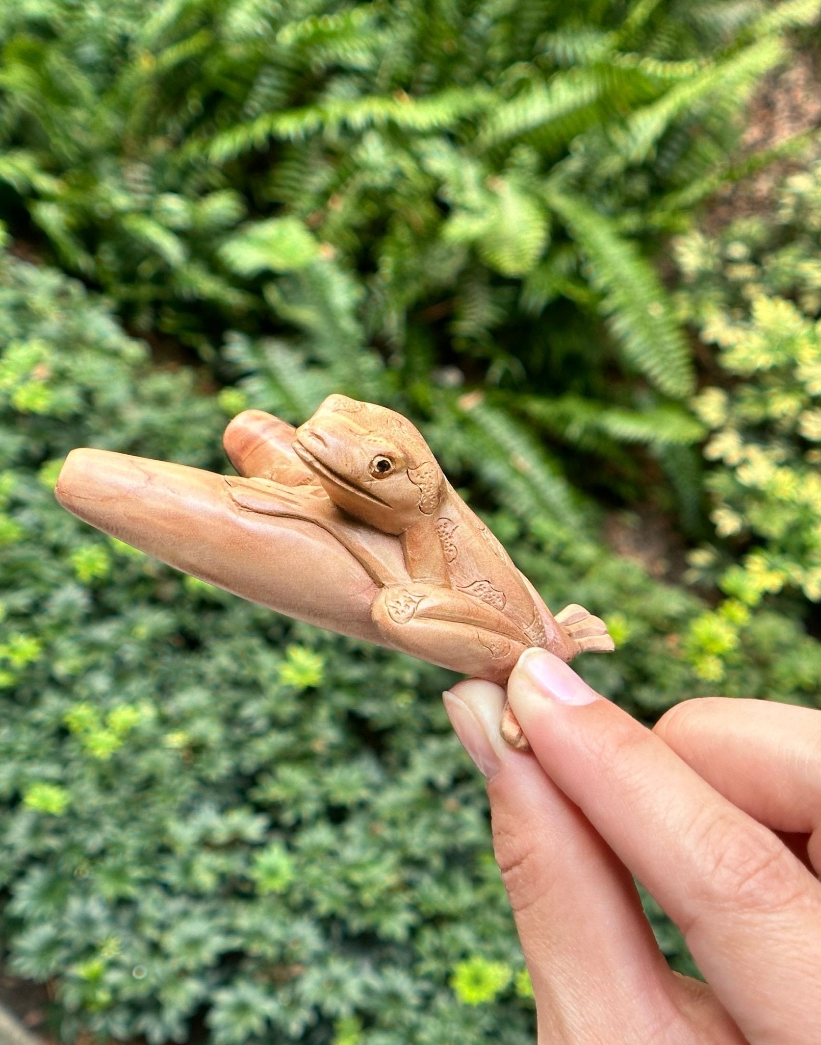 Kambo Frog Kuripe - Katukina KAT1303