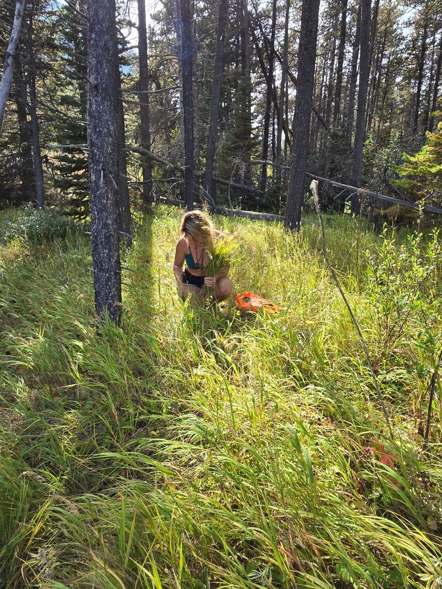Sweetgrass Braids - Katukina.US 