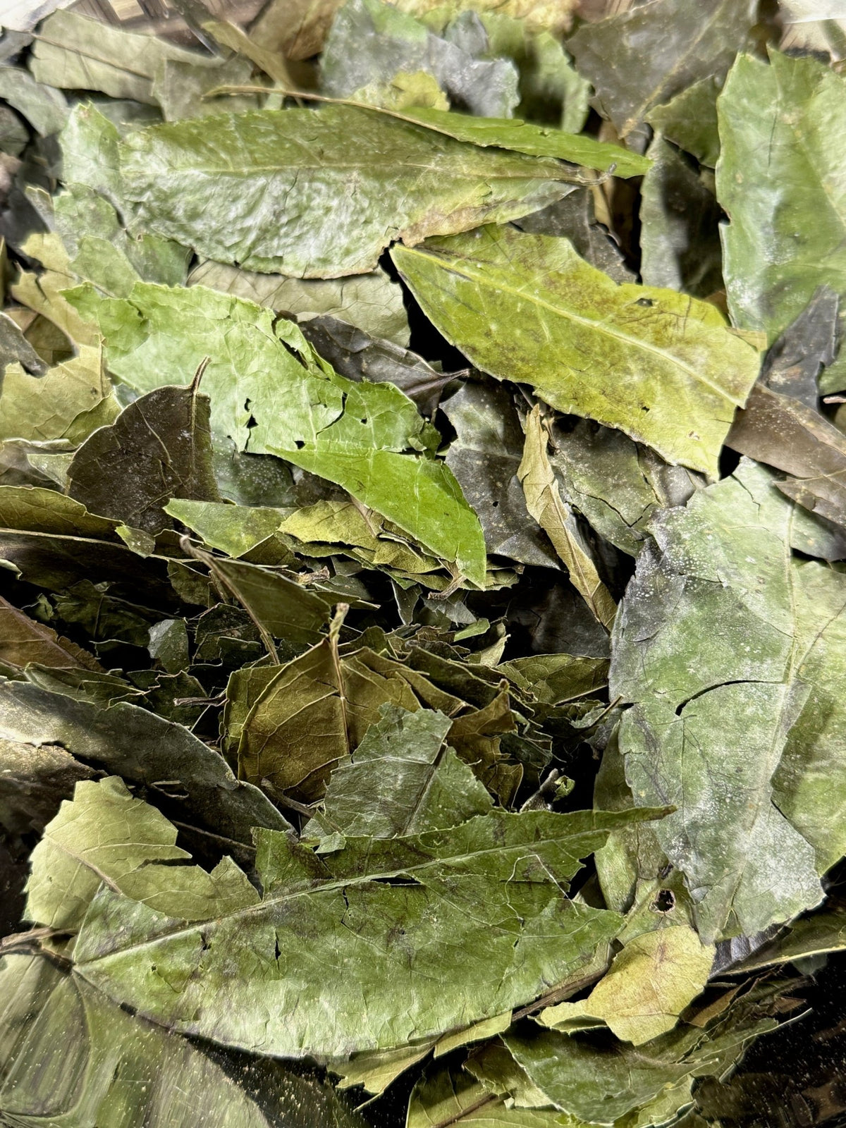Teaception ~ Organic Whole Leaf Guayusa - Katukina.US KAT2089